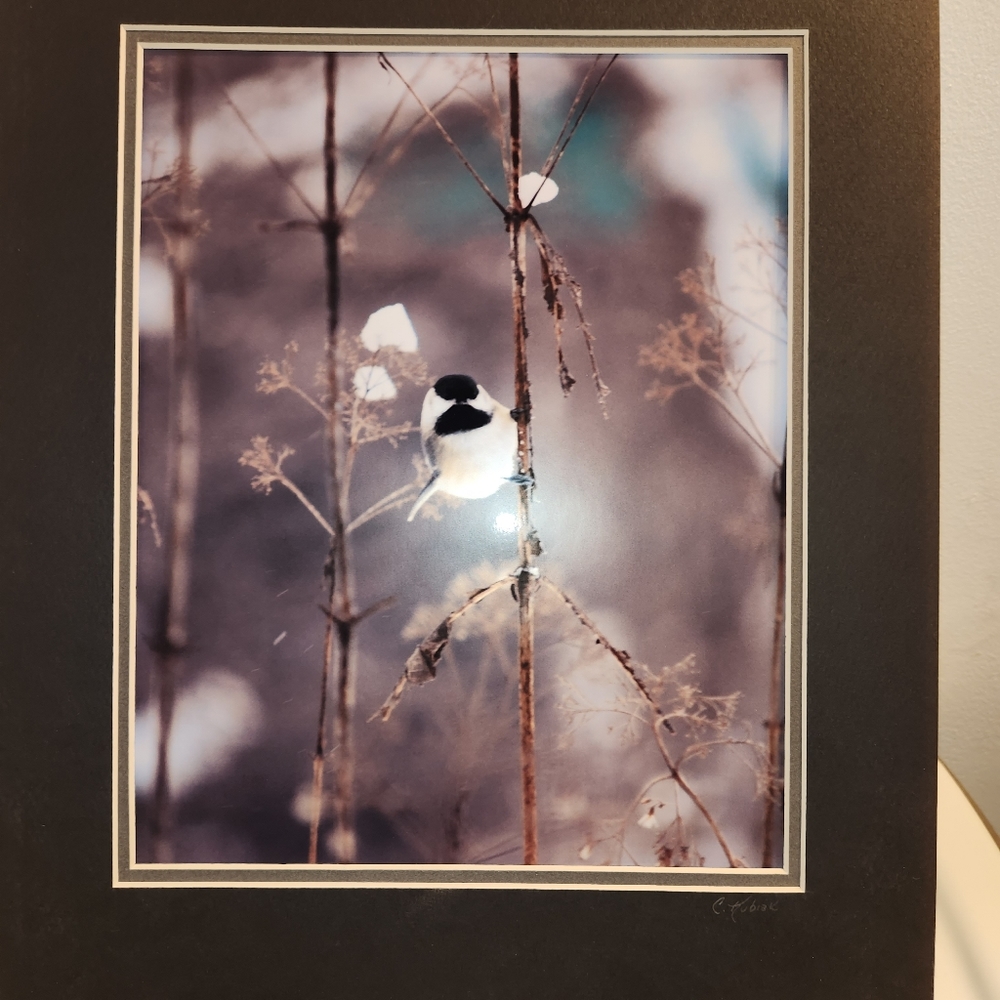 Original Nature Photography "Black-Capped Chickadee". Printed on Metallic Paper.